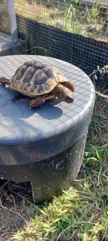 Griekse landschildpad, Dieren en Toebehoren, Schildpad, 3 tot 6 jaar