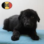 Duitse Herder (Kort & Langhaar) - Belgische pups te koop, Dieren en Toebehoren, België, Handelaar, CDV (hondenziekte), 8 tot 15 weken