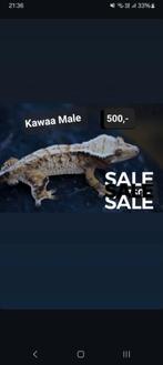 1.0 bewezen High White Tricolor wimpergekko man, Hagedis, Tam, 3 tot 6 jaar