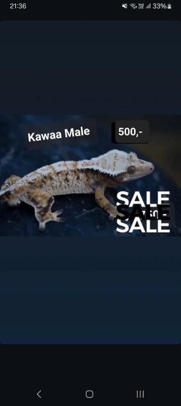 1.0 bewezen High White Tricolor wimpergekko man  beschikbaar voor biedingen