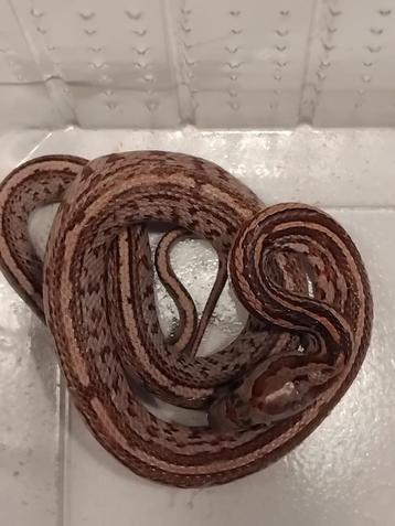 serpents des blés tessera /hypo /anery/amel/ sukissed/kastan disponible aux enchères