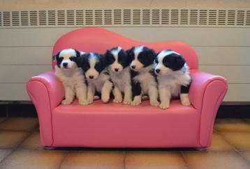 Border Collie puppy's met FCI stamboom sint hubertus 