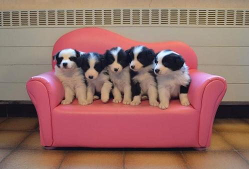 Border Collie puppy's met FCI stamboom sint hubertus, Animaux & Accessoires, Chiens | Bergers & Bouviers, Plusieurs animaux, Colley