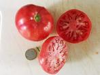 tomaat Reus van Orenburg - 5 zaden, Voorjaar, Zaad, Verzenden