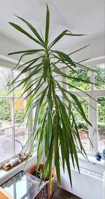 Yucca 260cm hoog incl. pot en schaal beschikbaar voor biedingen