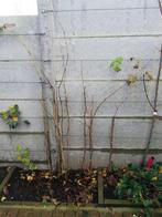 Jonge druivelaars!, Jardin & Terrasse, Plantes | Arbres fruitiers, Été, 250 à 400 cm, Autres espèces, Enlèvement