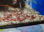 Neocaridina Bloody mary, Dieren en Toebehoren