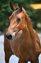 Hengste veulen, Dieren en Toebehoren, Paarden, Springpaard, Minder dan 160 cm, Z, Gechipt
