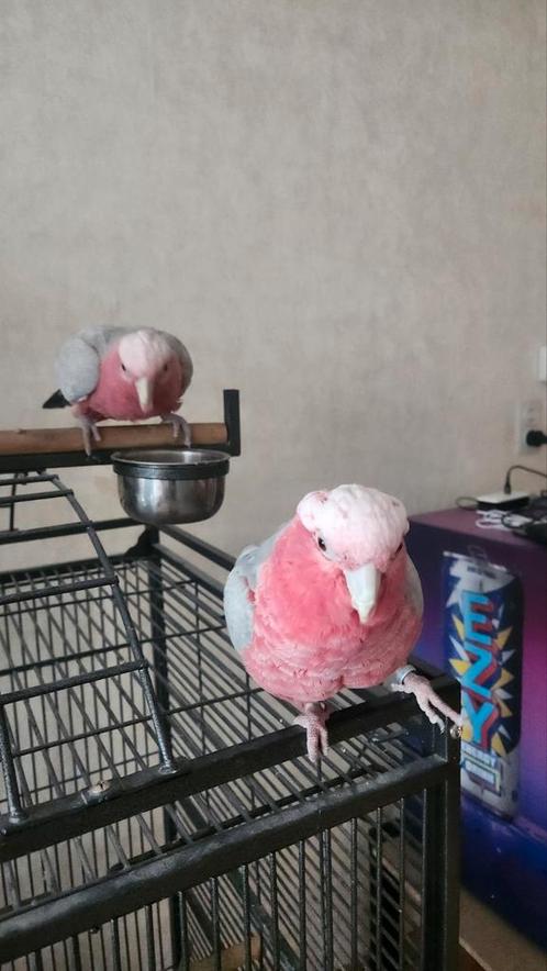 Rose Kaketoe, Dieren en Toebehoren, Vogels | Parkieten en Papegaaien