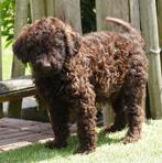 Prachtige medium Labradoodle pups (beide ouders labradoodle), België, Overige rassen, CDV (hondenziekte), 8 tot 15 weken
