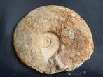 Ammonite de France - calamar fossile, Collections, Enlèvement ou Envoi, Fossile