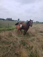 paint merrie APHA met veulen, Dieren en Toebehoren, Paarden, Merrie, Minder dan 160 cm, 3 tot 6 jaar, Westernpaard