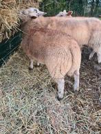 agneau à vendre, Dieren en Toebehoren