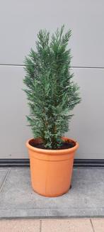 Conifeer /Blauwe spar in pot, Ophalen, Vaste plant, Overige soorten