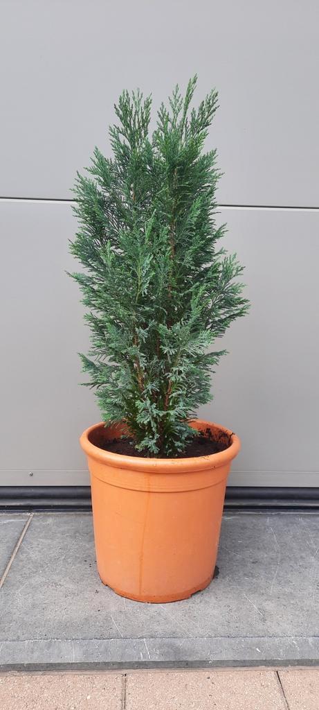 Conifère/Sapin bleu en pot H.115 cm, Jardin & Terrasse, Plantes | Jardin, Plante fixe, Autres espèces, Enlèvement