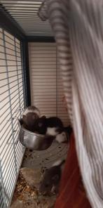 Jonge tamme ratjes te koop, Dieren en Toebehoren, Knaagdieren, Rat, Juli, Meerdere dieren, Tam