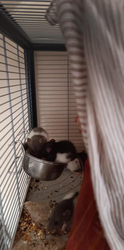 Jonge tamme ratjes te koop, Dieren en Toebehoren, Knaagdieren, Meerdere dieren, Rat, Juli, Tam