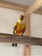 Zonparkiet, Dieren en Toebehoren