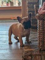 Franse bulldogpupjes, Dieren en Toebehoren, Honden | Bulldogs, Pinschers en Molossers, België, Fokker | Hobbymatig, CDV (hondenziekte)