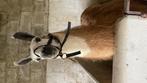 Lama, Dieren en Toebehoren, Overige Dieren, April, Mannelijk