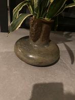 Baardmanskruik heel zeldzaam, Antiek en Kunst, Ophalen