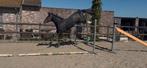 Cornado ll Z x Tangelo V/D Zuuthoeve (2,5j Hengst), Dieren en Toebehoren, Paarden, Springpaard, 0 tot 2 jaar, Hengst, 160 tot 165 cm