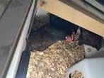 3 Dubbelgezoomde barnevelders te koop, Dieren en Toebehoren, Pluimvee, Vrouwelijk, Kip