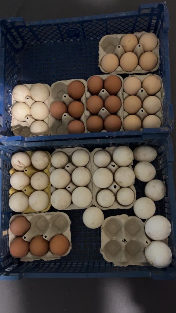 Œuf fécondé, Divers, Produits alimentaires, Enlèvement