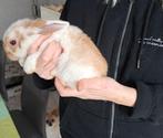Lapins nains, Animaux & Accessoires, Lapins, Mâle, Nain, 0 à 2 ans