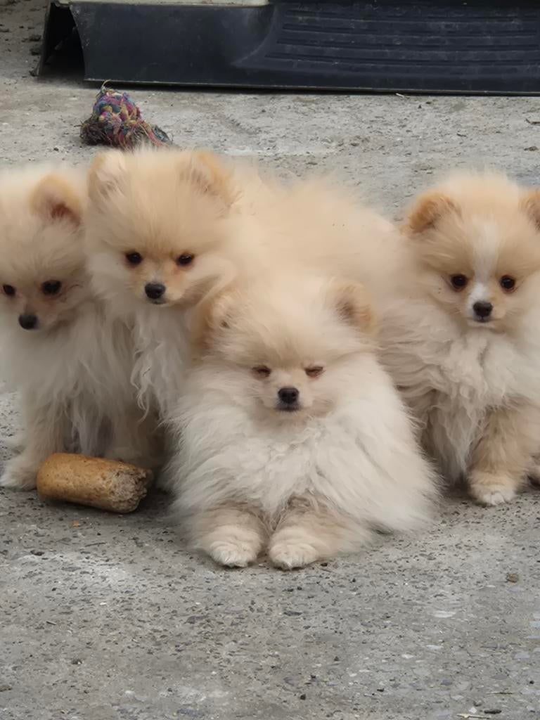 Dwergkeesjes, Pomeriaan pups, Parvo, België, Fokker | Hobbymatig, Keeshond