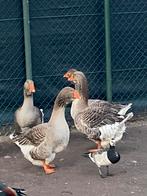 Toulouse ganzen, Dieren en Toebehoren, Pluimvee, Gans of Zwaan