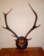 Gewei Edelhert (70cm/60cm) €80, Verzamelen, Dierenverzamelingen, Ophalen, Zo goed als nieuw