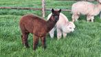 Alpaca's te koop, Juillet, Mâle