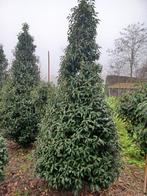 Prunus lusitanica, Jardin & Terrasse, Plantes | Arbustes & Haies, Enlèvement, Laurier