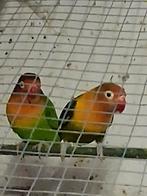 agaporis, Animaux & Accessoires, Oiseaux | Perruches & Perroquets, Plusieurs animaux, Perroquet nain ou Inséparable