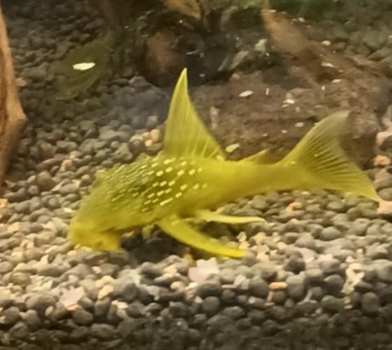 L200, Dieren en Toebehoren, Vissen | Aquariumvissen