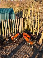 gratis haantjes, Dieren en Toebehoren, Pluimvee