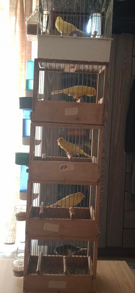 Canaris malinois pure race, Enlèvement ou Envoi