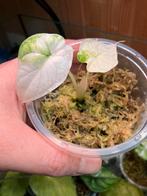 Alocasia Dragon Scale Variegata, Enlèvement