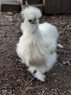 3 zijdehoen hennetjes, Dieren en Toebehoren