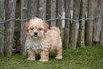 Magnifique chiot Maltipoo blanc abricot, Belgique, Un chien, Hépatite contagieuse (maladie de Rubarth), Chienne
