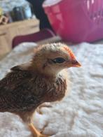 3 hampshire rood kuikens 4 weken oud, Dieren en Toebehoren