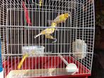 Kanarie, Dieren en Toebehoren, Vogels | Kanaries
