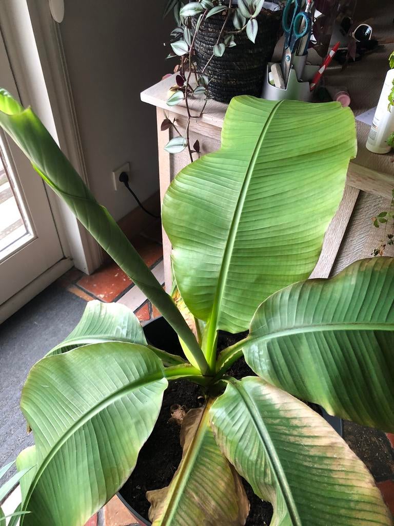 Bananen plant, Ophalen, Overige soorten, 100 tot 250 cm