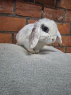 Jonge Nederlandse hangoordwerg konijntjes, Dieren en Toebehoren, Dwerg, Hangoor