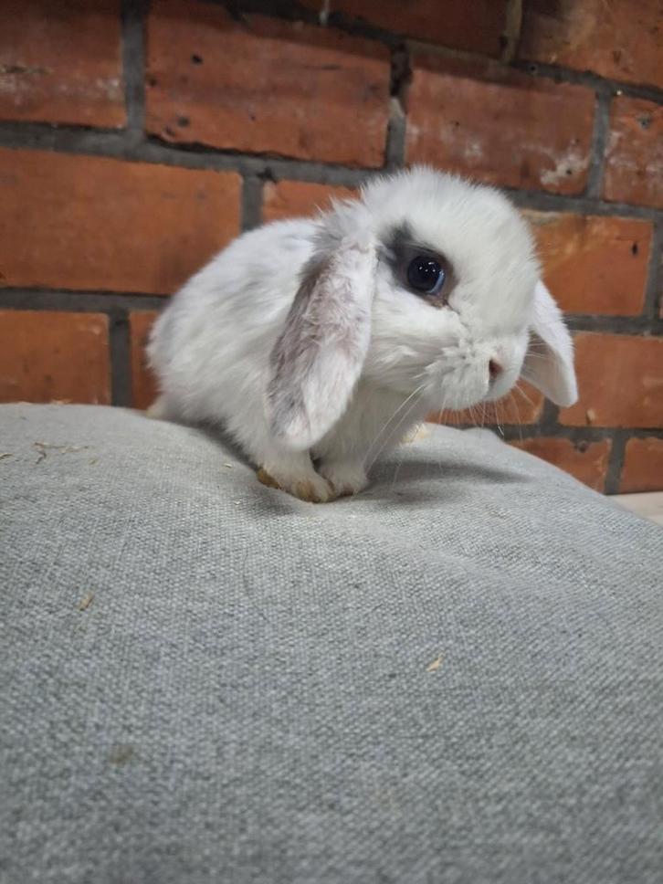 Jonge Nederlandse hangoordwerg konijntjes, Animaux & Accessoires, Lapins, Nain, Oreilles tombantes