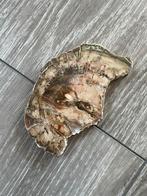 Versteend hout, Verzamelen, Ophalen of Verzenden, Fossiel