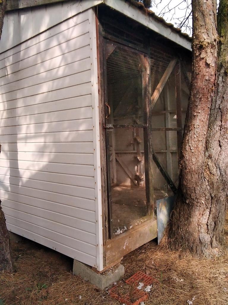 BELLE VOLIÈRE, Animaux & Accessoires, Oiseaux | Pigeons