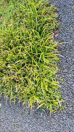 Gratis siergrassen Carex Irish Green, Tuin en Terras, Planten | Tuinplanten, Ophalen, Siergrassen