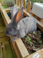 Prachtige jonge blauwe Vlaamse reuzen, Dieren en Toebehoren